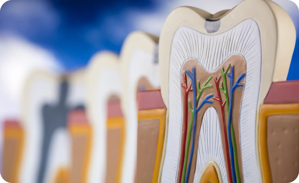 Endodontie